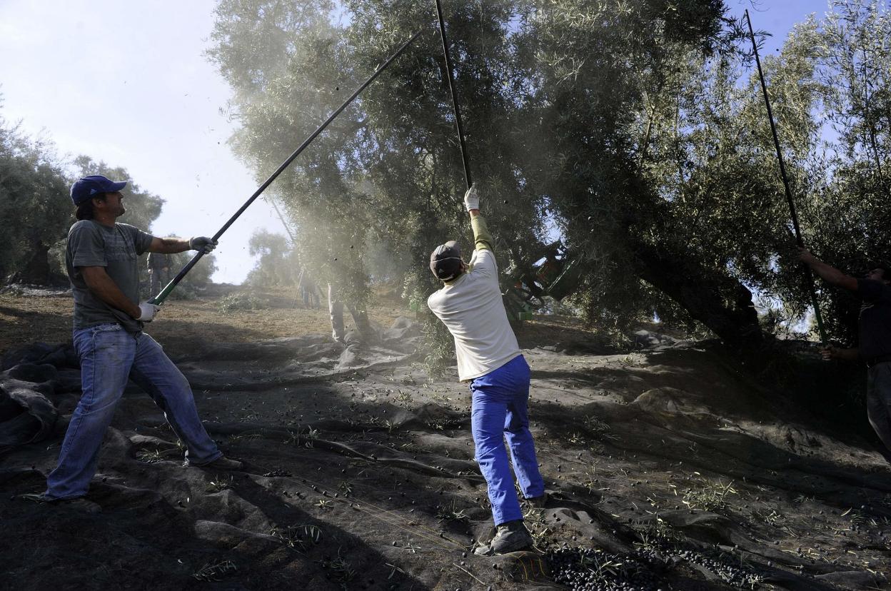 Agricultura no dará el 'Regepa' a chalés y parcelas pequeñas