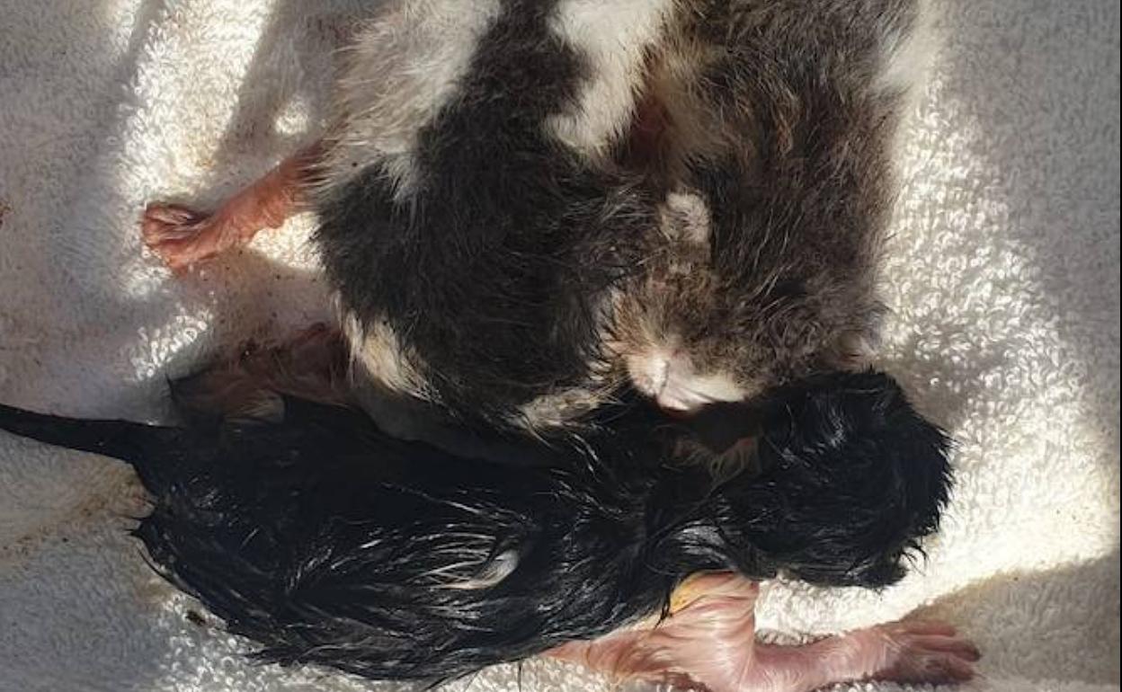 Los tres gatos recién nacidos y rescatados. 