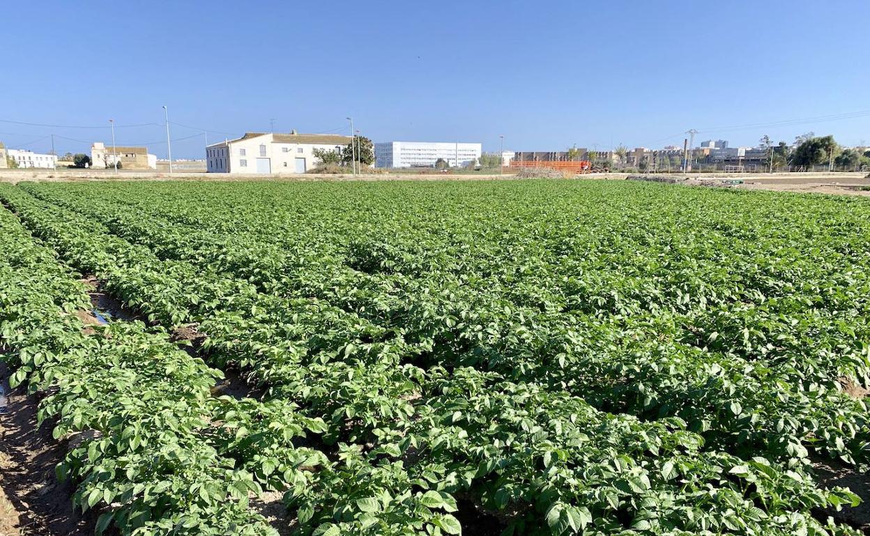 Huerta de Valencia. 