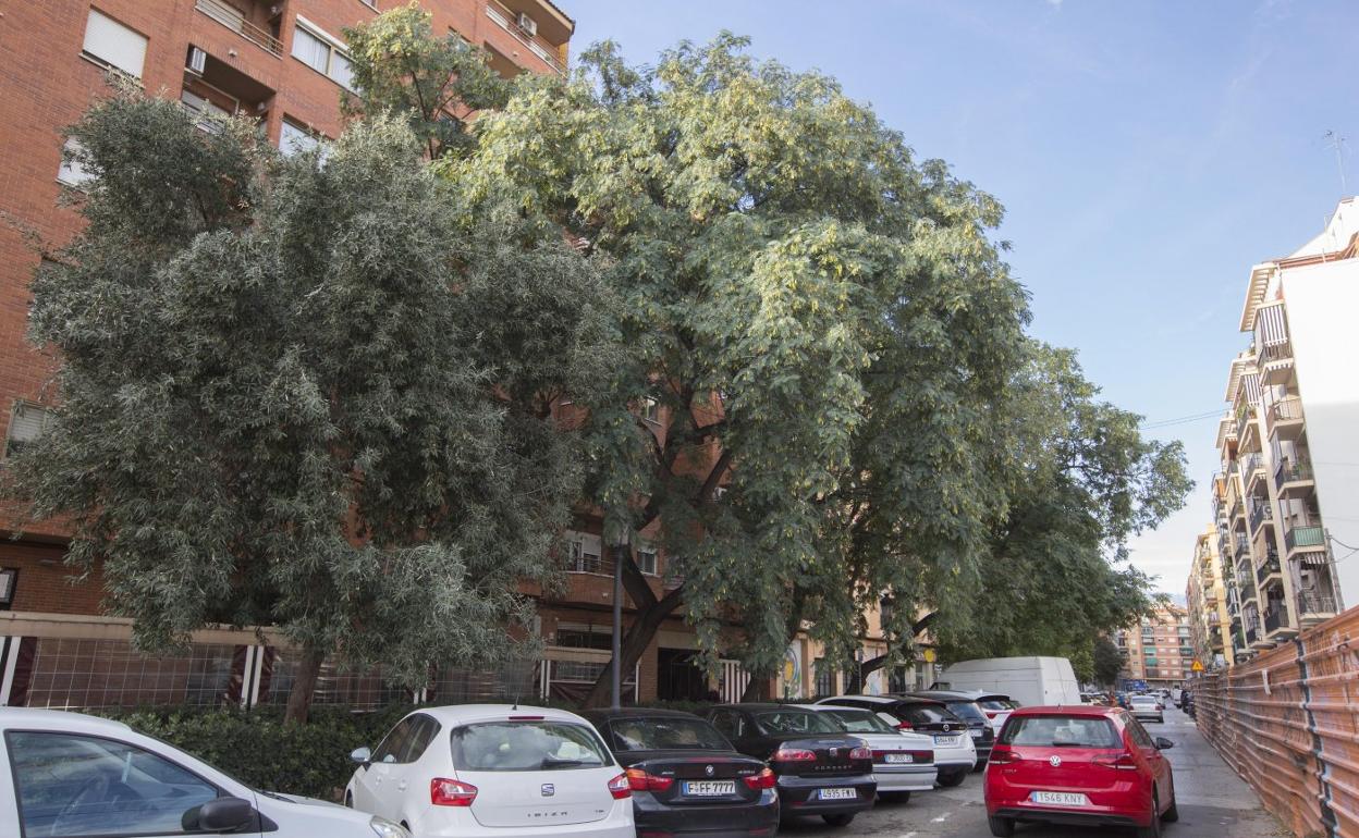 Árboles frondosos, sin podar, en una calle de Valencia.