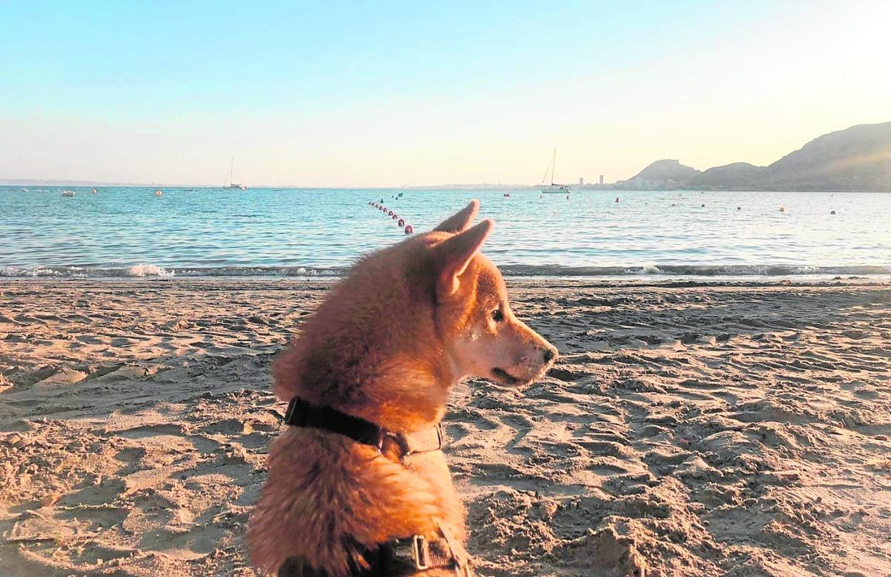 Un perro en la arena de la playa de la Almadraba, en Alicante. 