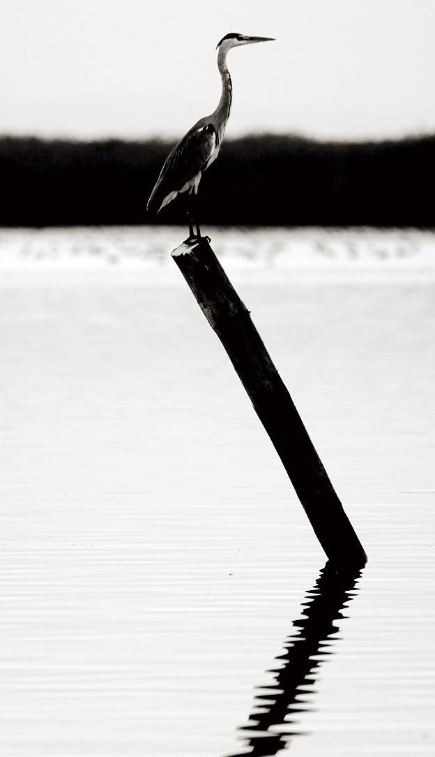 Alerta ambiental: la Albufera tiene sed