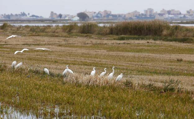 La laguna, un imán para las aves