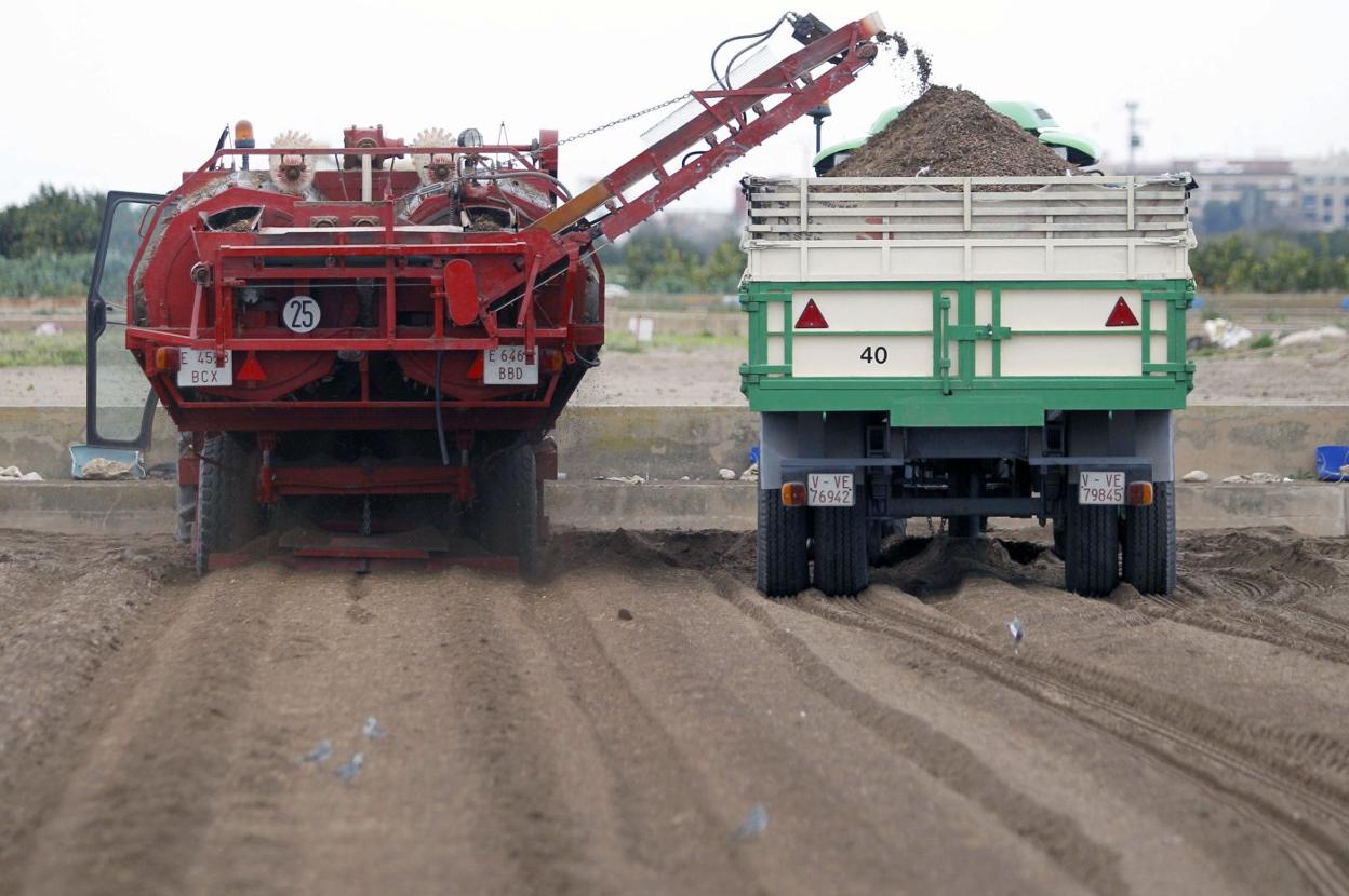 Los campos de chufas producen cada vez menos