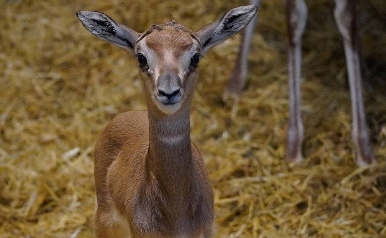 Nace en el Bioparc una cría de gacela Mhorr, extinguida en su hábitat
