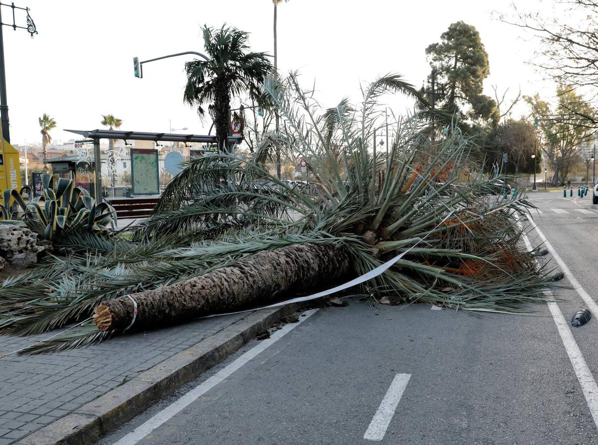 Fotos: Efectos de las fuertes rachas de viento en Valencia