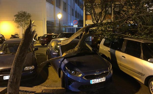 Imagen principal - El viento en Valencia provoca el cierre de la pista de hielo, caída de árboles y cancelaciones de trenes