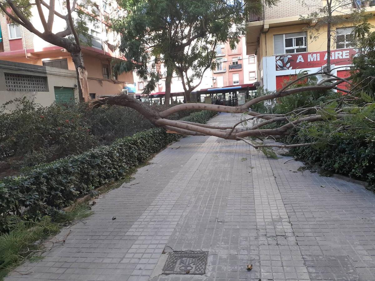 Fotos: Efectos de las fuertes rachas de viento en Valencia