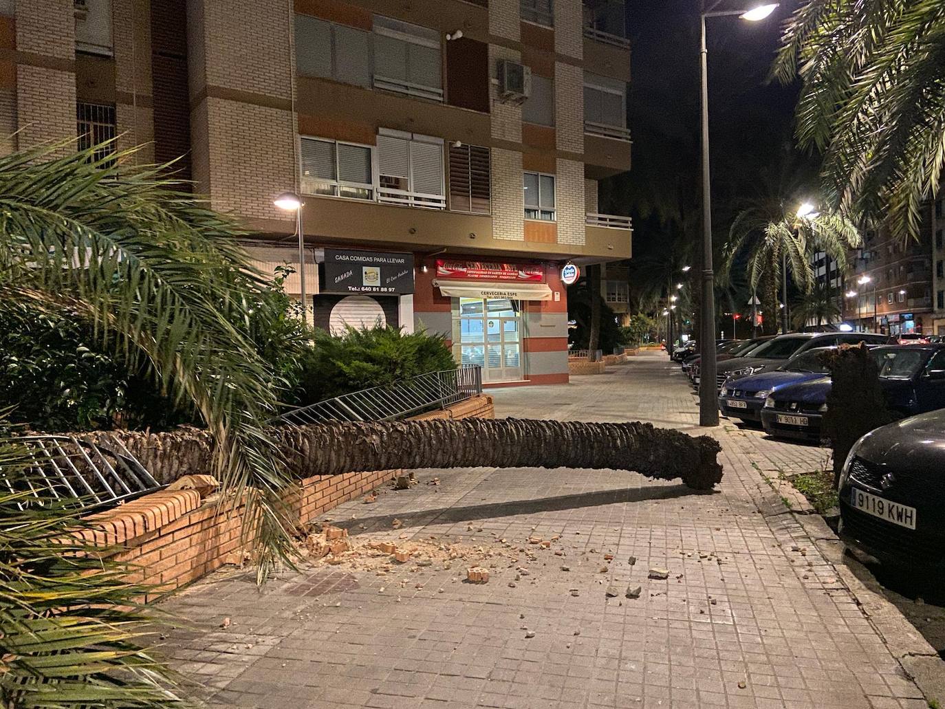 Palmera caída en la avenida Campanar.