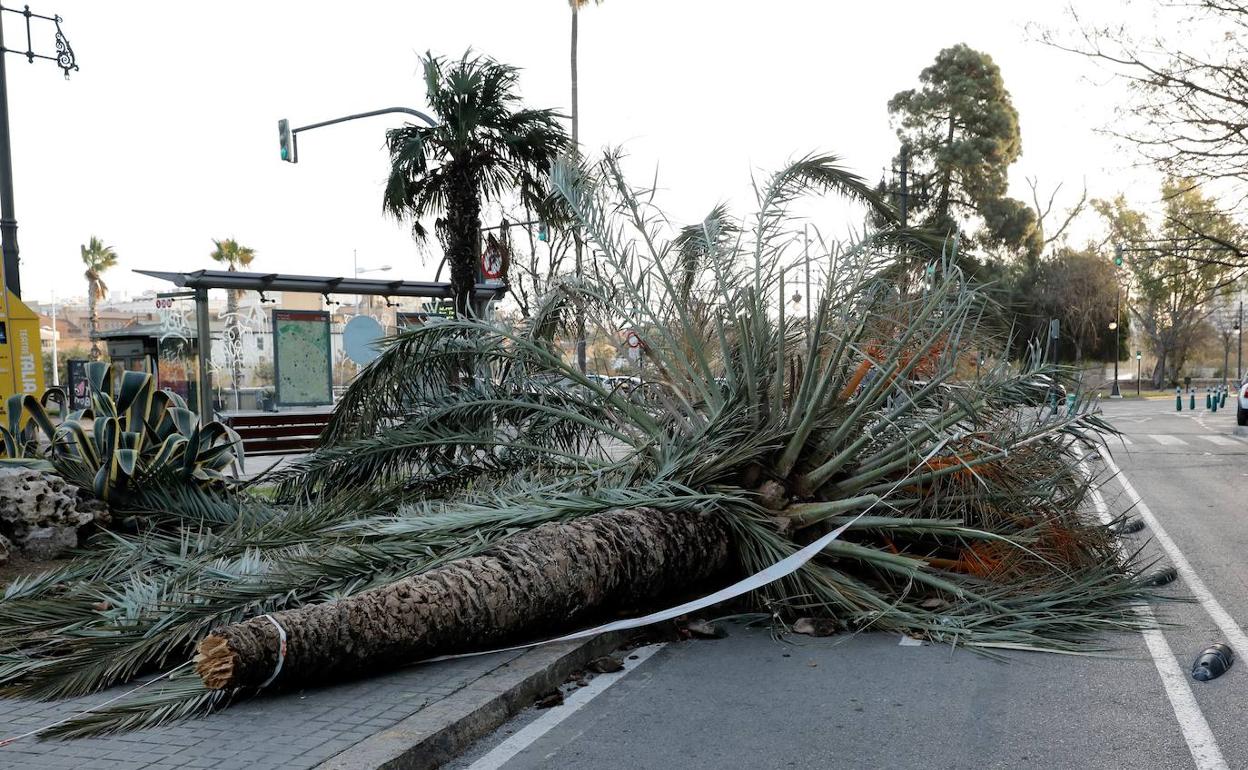 Una de las palmeras caídas por las fuertes rachas de viento sobre un carril bici en el centro de Valencia.