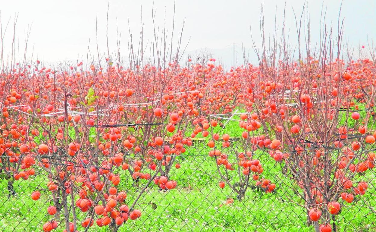 Retraso. Un campo de caquis con la fruta madura en los árboles, que ya han perdido sus hojas.