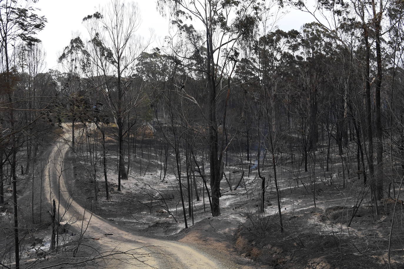 Los incendios forestales que arden sin control en Australia han obligado este martes a miles de personas a refugiarse en playas del sureste del país, en donde el fuego ha provocado 12 muertos y quemado un área similar a la de Costa Rica en los últimos meses. Centenares de incendios arden en esta última jornada del 2019 en Australia, en donde la atención se centra principalmente en la costa suroriental del país debido a las altas temperaturas, los fuertes vientos y el avance de las llamas hacia la costa.