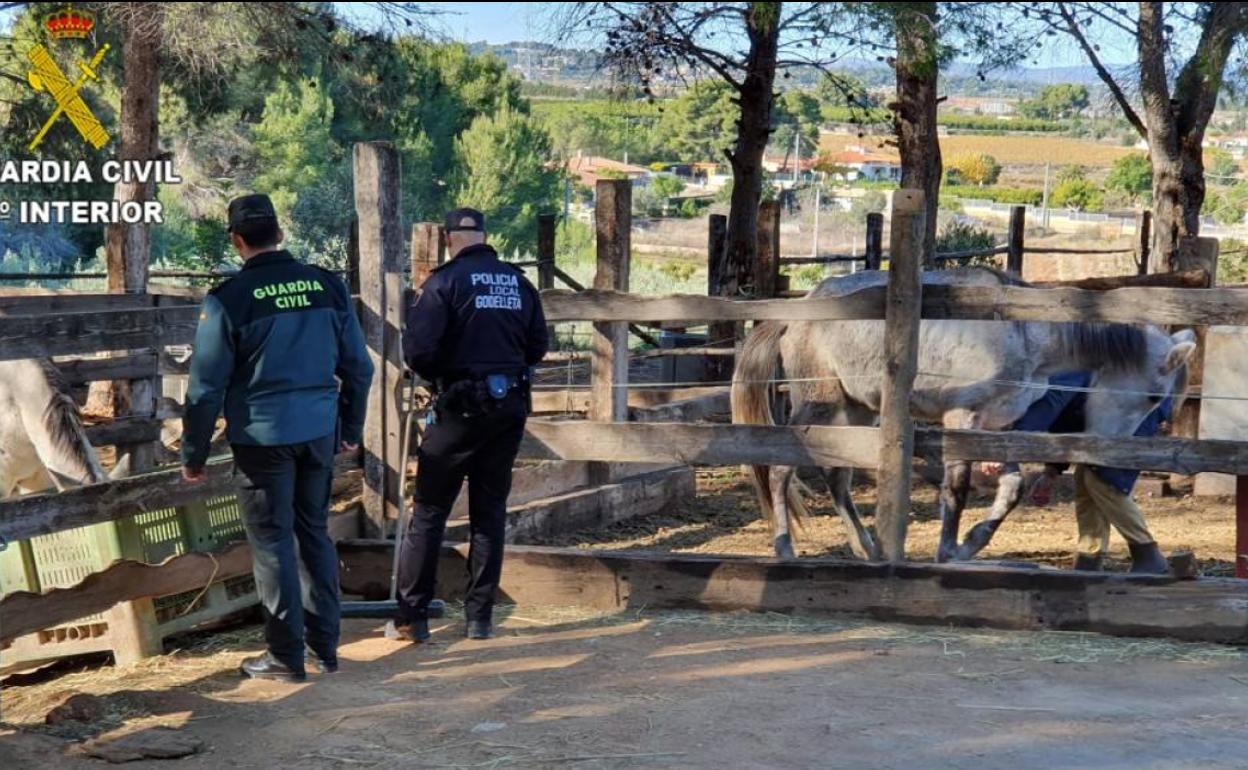 Inspección de la Guardia Civil en la finca hípica de Godelleta.