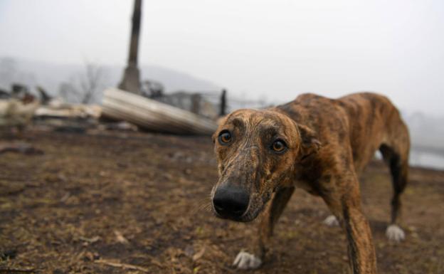 Un perro mira temeroso a la cámara en una propiedad quemada en Kia, Australia.