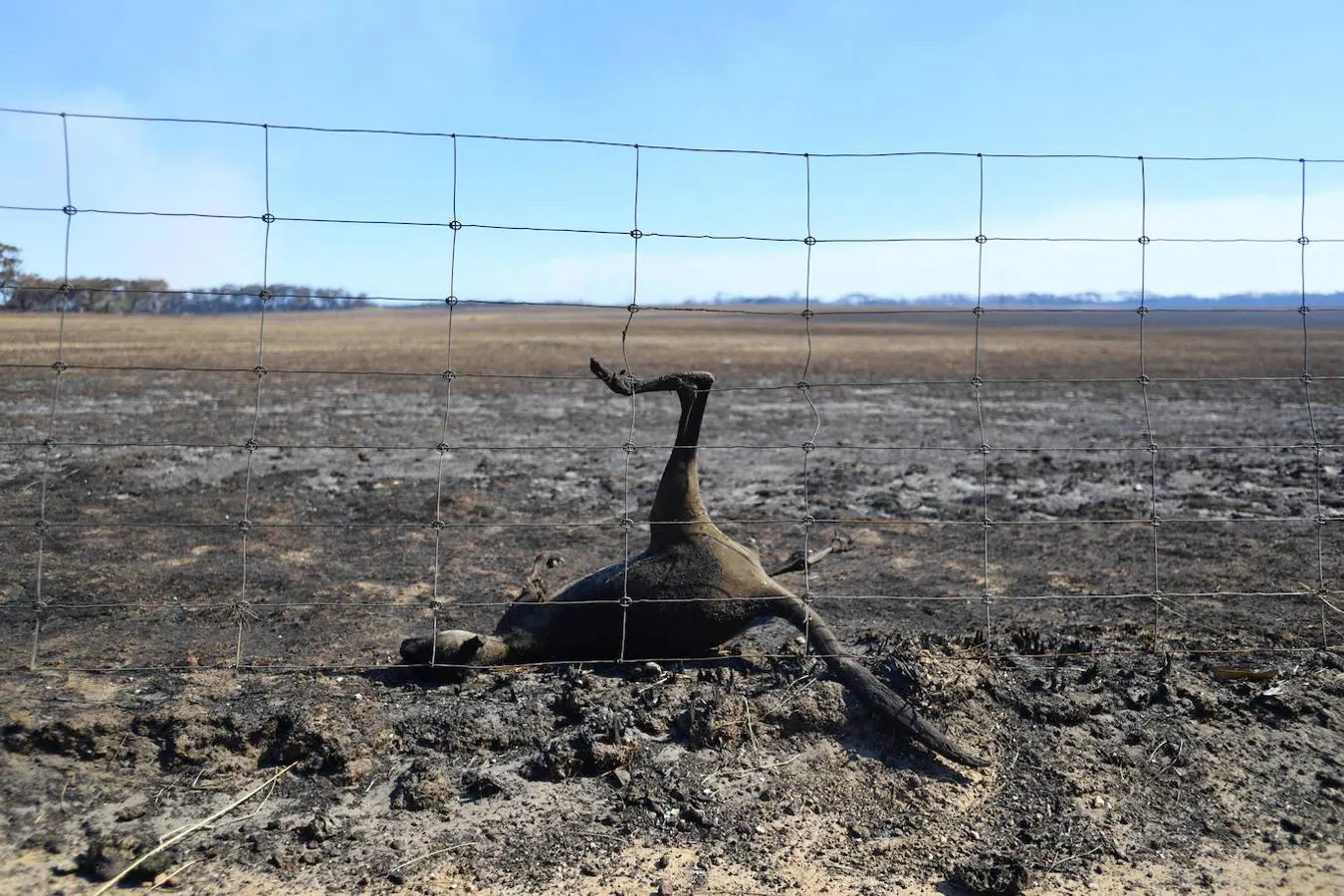 Los incendios forestales que están devastando Australia han matado a más de 1.000 millones de animales en todo el país, incluidos más de 800 millones de ejemplares en el estado de Nueva Gales del Sur, el más afectado por las llamas. Entre las especies afectadas se encuentran algunas en peligro de extinción, como la rana corroboree del sur o la cacatúa negra brillante. Australia se enfrenta cada primavera a incendios forestales, pero este año han sido mucho más tempranos y virulentos, debido, entre otras cosas, a condiciones más favorables a las llamas provocadas por el calentamiento global. Los humos emitidos por las llamas se han detectado hasta Argentina y Brasil, a más de 12.000 km del otro lado del Pacífico, según las agencias meteorológicas de estos países. 