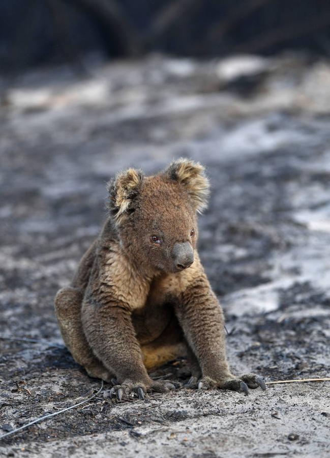 Los incendios forestales que están devastando Australia han matado a más de 1.000 millones de animales en todo el país, incluidos más de 800 millones de ejemplares en el estado de Nueva Gales del Sur, el más afectado por las llamas. Entre las especies afectadas se encuentran algunas en peligro de extinción, como la rana corroboree del sur o la cacatúa negra brillante. Australia se enfrenta cada primavera a incendios forestales, pero este año han sido mucho más tempranos y virulentos, debido, entre otras cosas, a condiciones más favorables a las llamas provocadas por el calentamiento global. Los humos emitidos por las llamas se han detectado hasta Argentina y Brasil, a más de 12.000 km del otro lado del Pacífico, según las agencias meteorológicas de estos países. 