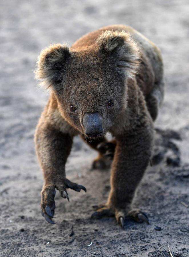 Los incendios forestales que están devastando Australia han matado a más de 1.000 millones de animales en todo el país, incluidos más de 800 millones de ejemplares en el estado de Nueva Gales del Sur, el más afectado por las llamas. Entre las especies afectadas se encuentran algunas en peligro de extinción, como la rana corroboree del sur o la cacatúa negra brillante. Australia se enfrenta cada primavera a incendios forestales, pero este año han sido mucho más tempranos y virulentos, debido, entre otras cosas, a condiciones más favorables a las llamas provocadas por el calentamiento global. Los humos emitidos por las llamas se han detectado hasta Argentina y Brasil, a más de 12.000 km del otro lado del Pacífico, según las agencias meteorológicas de estos países. 