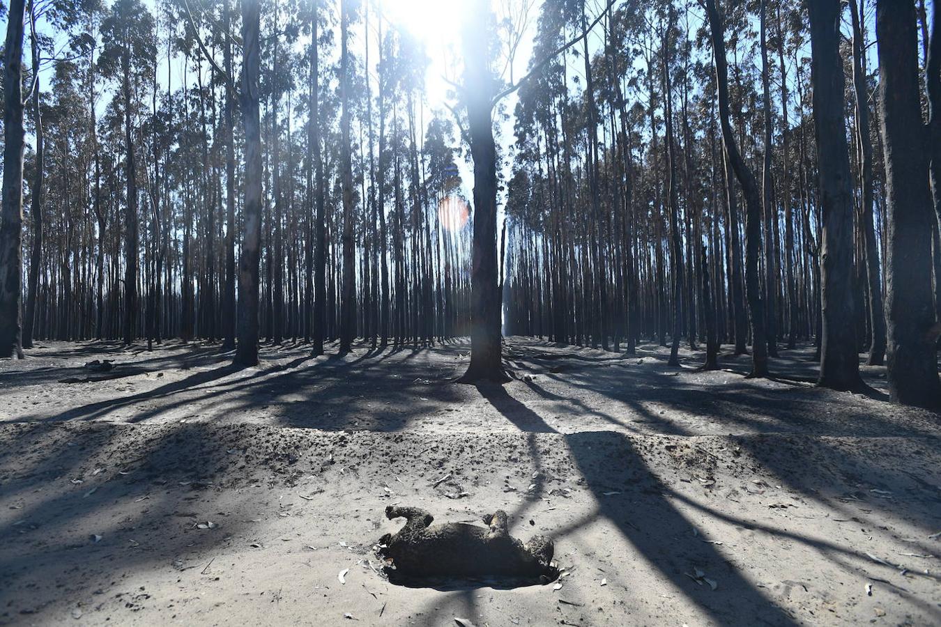 Los incendios forestales que están devastando Australia han matado a más de 1.000 millones de animales en todo el país, incluidos más de 800 millones de ejemplares en el estado de Nueva Gales del Sur, el más afectado por las llamas. Entre las especies afectadas se encuentran algunas en peligro de extinción, como la rana corroboree del sur o la cacatúa negra brillante. Australia se enfrenta cada primavera a incendios forestales, pero este año han sido mucho más tempranos y virulentos, debido, entre otras cosas, a condiciones más favorables a las llamas provocadas por el calentamiento global. Los humos emitidos por las llamas se han detectado hasta Argentina y Brasil, a más de 12.000 km del otro lado del Pacífico, según las agencias meteorológicas de estos países. 