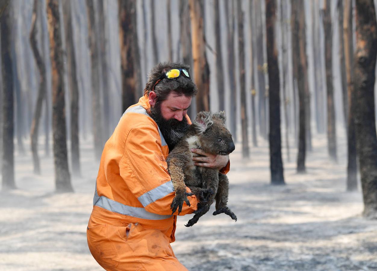 Los incendios forestales que están devastando Australia han matado a más de 1.000 millones de animales en todo el país, incluidos más de 800 millones de ejemplares en el estado de Nueva Gales del Sur, el más afectado por las llamas. Entre las especies afectadas se encuentran algunas en peligro de extinción, como la rana corroboree del sur o la cacatúa negra brillante. Australia se enfrenta cada primavera a incendios forestales, pero este año han sido mucho más tempranos y virulentos, debido, entre otras cosas, a condiciones más favorables a las llamas provocadas por el calentamiento global. Los humos emitidos por las llamas se han detectado hasta Argentina y Brasil, a más de 12.000 km del otro lado del Pacífico, según las agencias meteorológicas de estos países. 