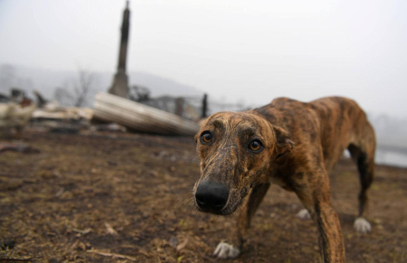 Los incendios forestales que están devastando Australia han matado a más de 1.000 millones de animales en todo el país, incluidos más de 800 millones de ejemplares en el estado de Nueva Gales del Sur, el más afectado por las llamas. Entre las especies afectadas se encuentran algunas en peligro de extinción, como la rana corroboree del sur o la cacatúa negra brillante. Australia se enfrenta cada primavera a incendios forestales, pero este año han sido mucho más tempranos y virulentos, debido, entre otras cosas, a condiciones más favorables a las llamas provocadas por el calentamiento global. Los humos emitidos por las llamas se han detectado hasta Argentina y Brasil, a más de 12.000 km del otro lado del Pacífico, según las agencias meteorológicas de estos países. 