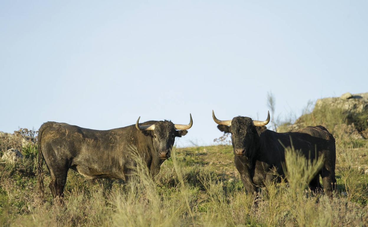 El toro ha sido el primer pagano del toreo. 