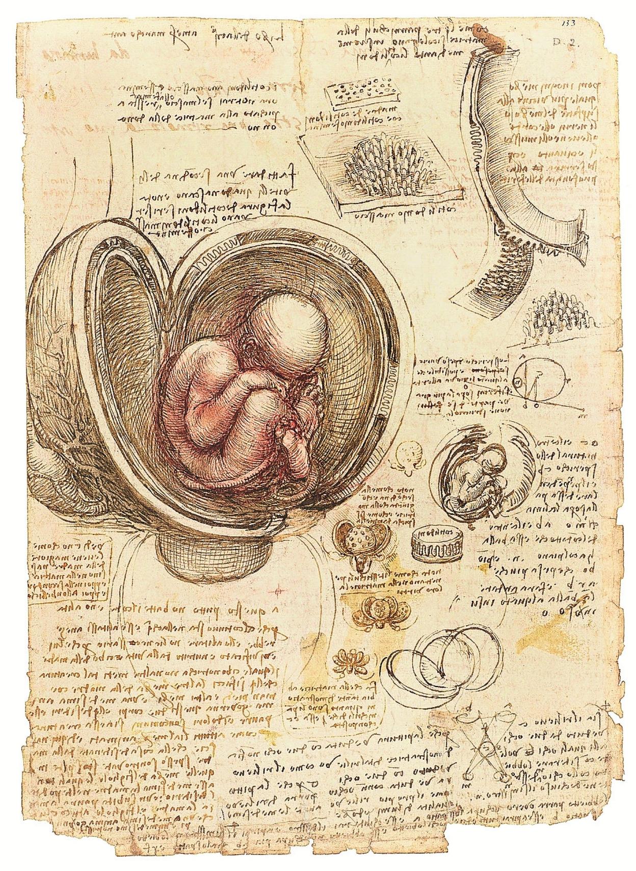 Dos dibujos de Leonardo. 