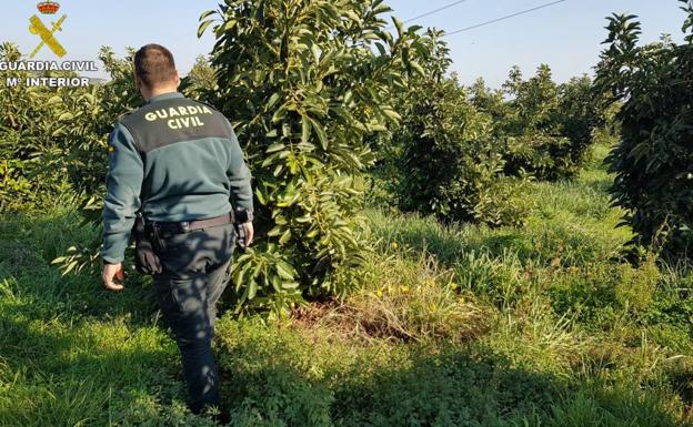 Investigan a una mujer por el robo de 3.000 kilos de aguacates en la Comunitat