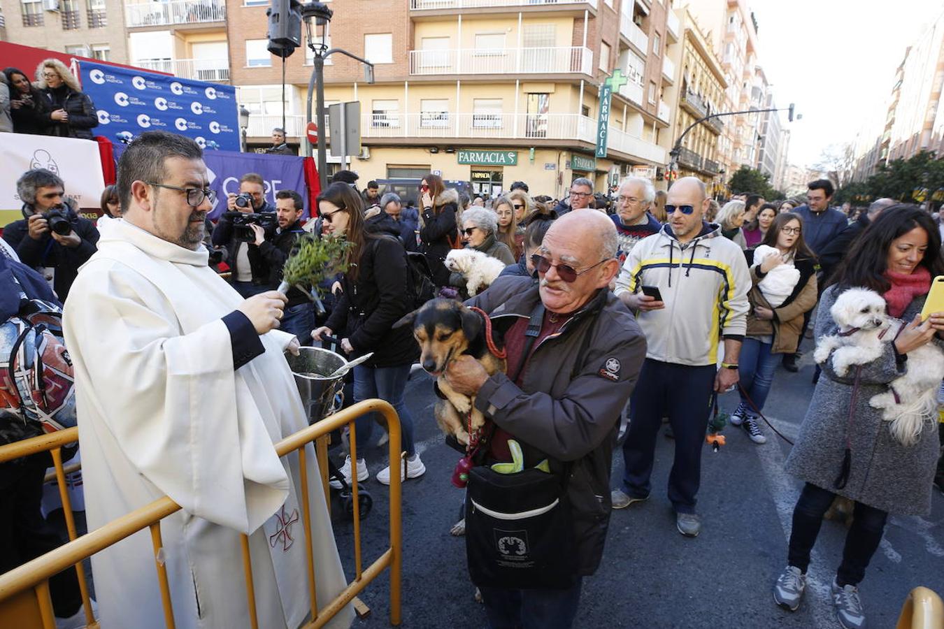 Fotos: Las mascotas celebran San Antonio en Valencia