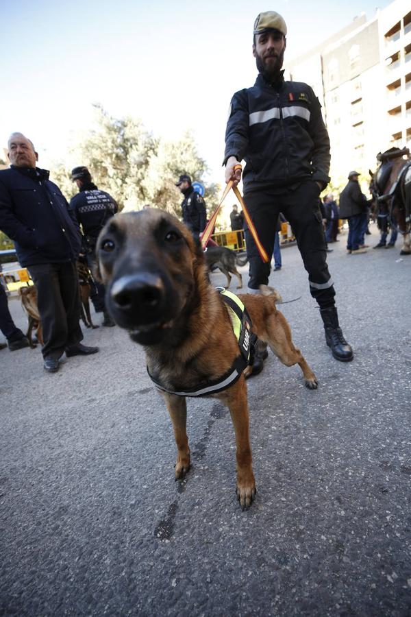 Fotos: Las mascotas celebran San Antonio en Valencia