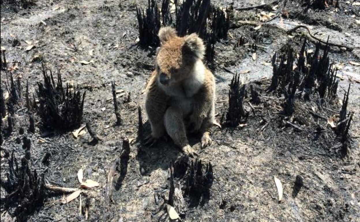 Imagen de un koala en una zona devastada por el fuego. 