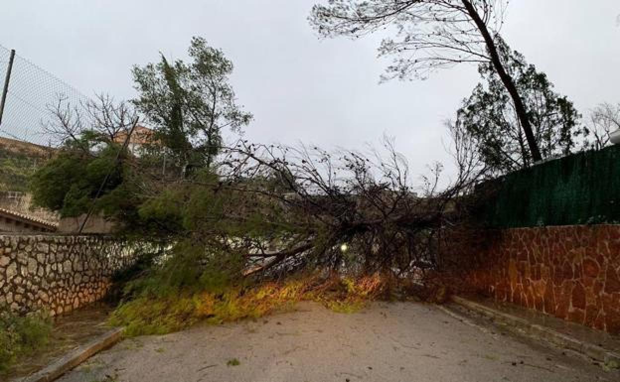 Un árbol derribado por el viento en Gandia. 