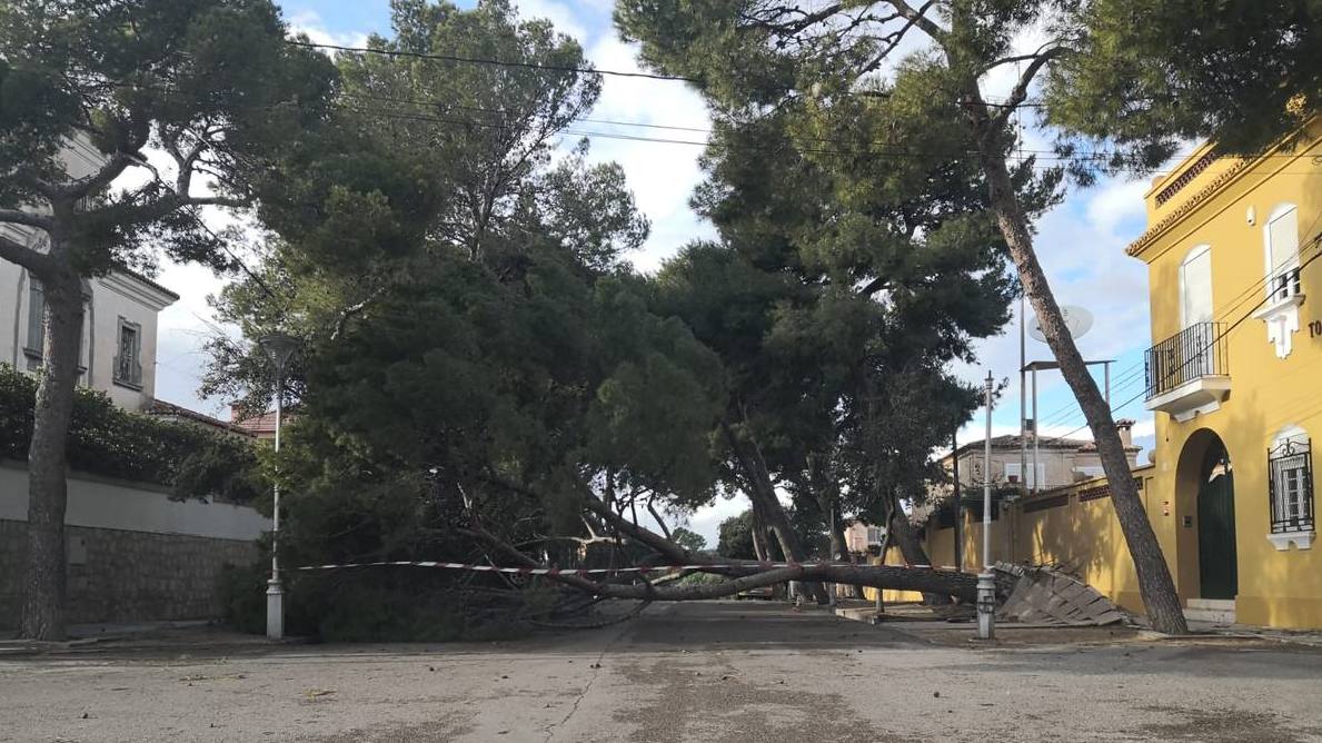 Un pino arrancado por el viento en tras la ermita de Godella.