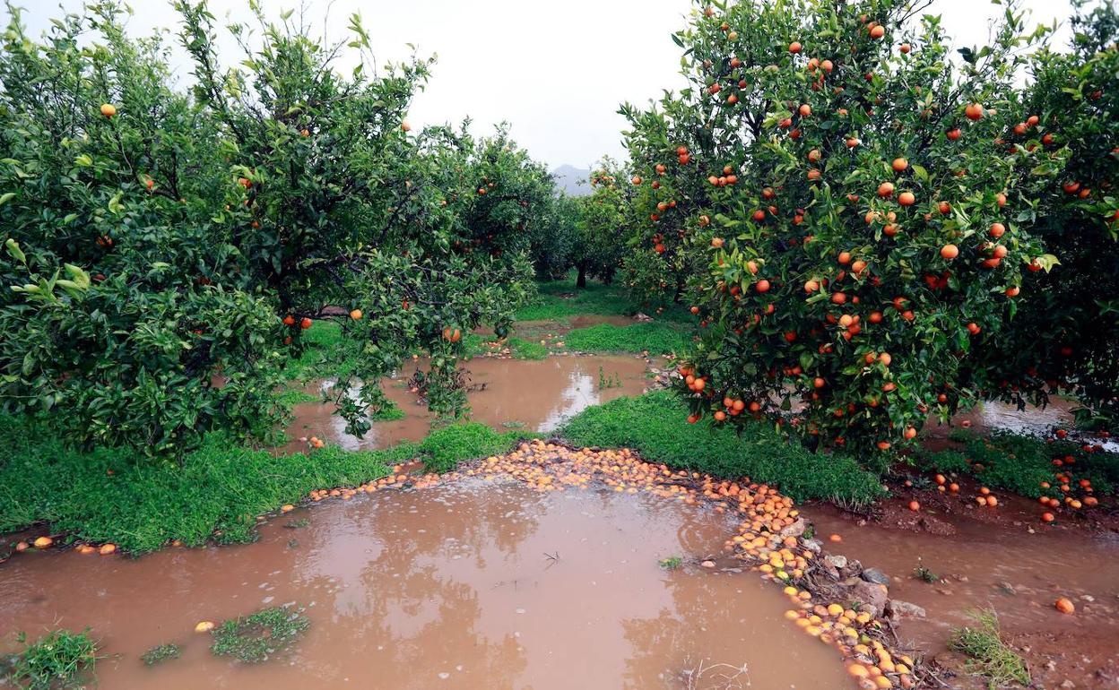 Un campo de naranjos en la localidad de Nules tras el paso de la borrasca 'Gloria'.