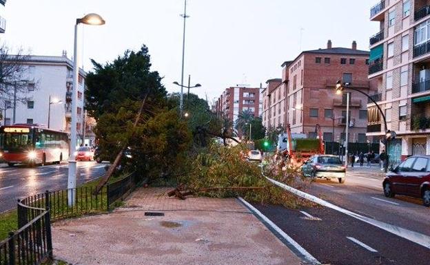 La caída de un árbol bloquea un carril de Manuel Candena