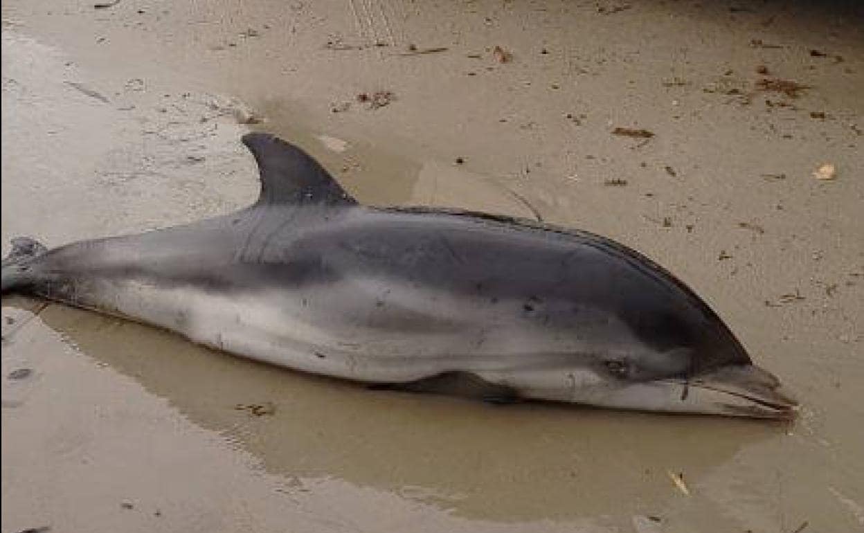 Uno de los delfines varados, encontrado en Dénia.
