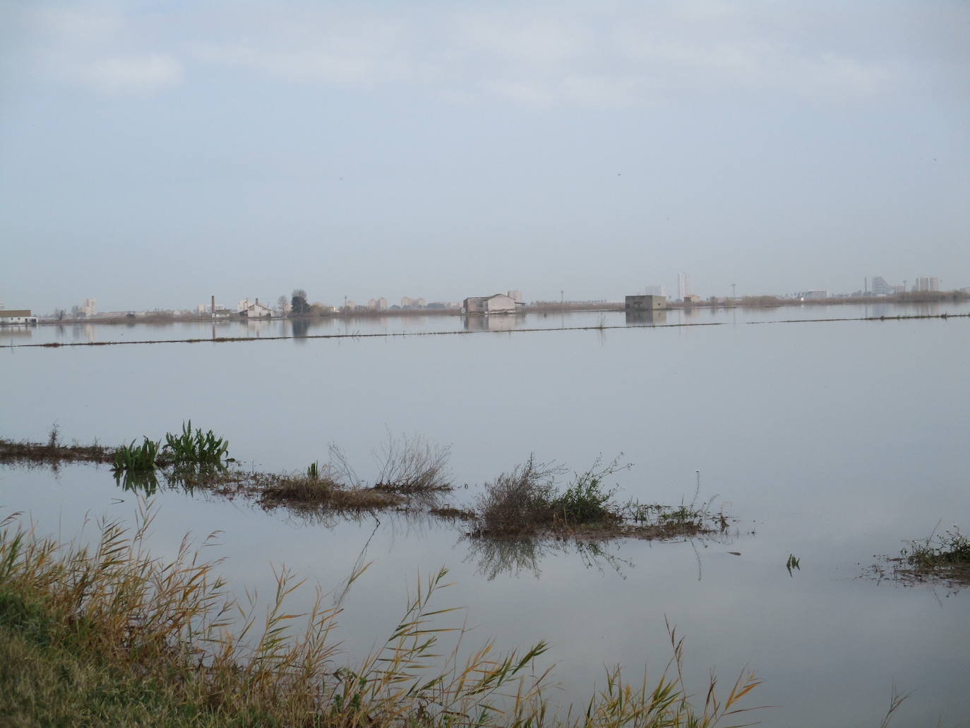 Fotos: Los arrozales de la Albufera