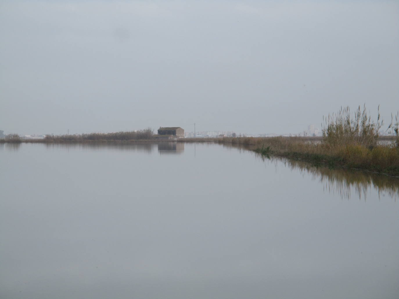 Fotos: Los arrozales de la Albufera