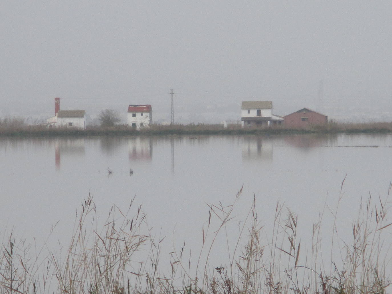 Fotos: Los arrozales de la Albufera