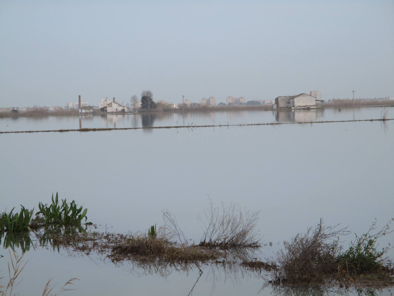 Fotos: Los arrozales de la Albufera