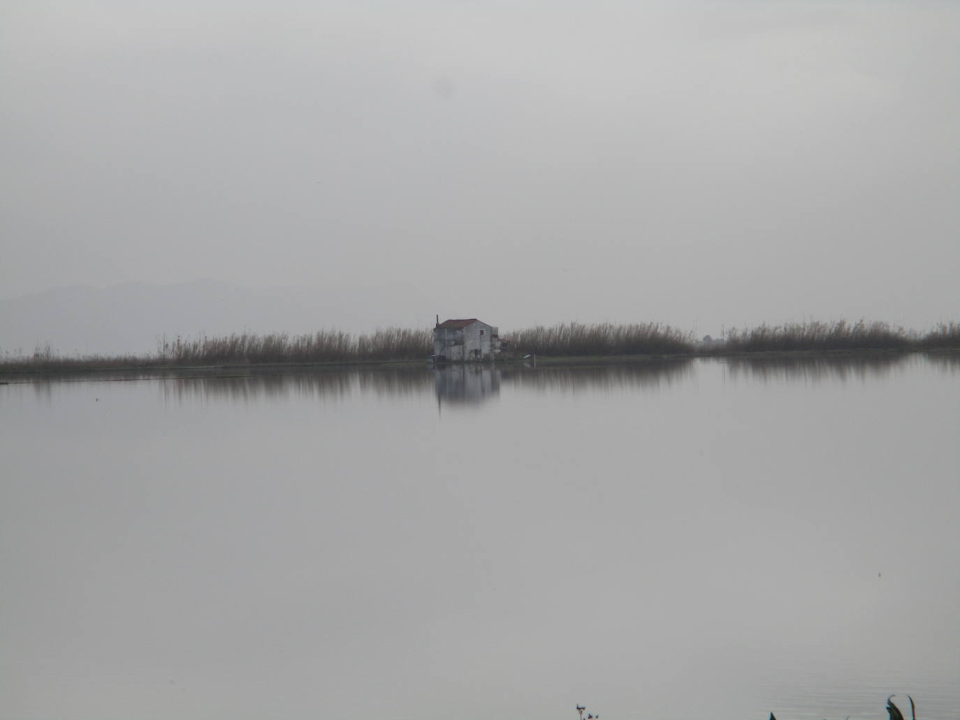 Fotos: Los arrozales de la Albufera