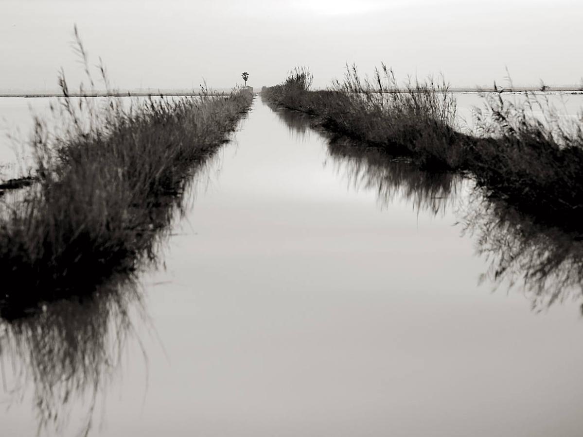 Fotos: Los arrozales de la Albufera