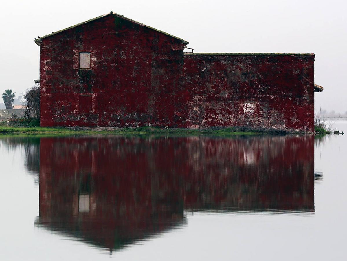 Fotos: Los arrozales de la Albufera