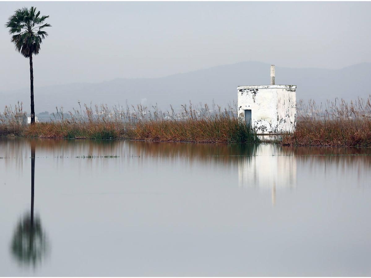 Fotos: Los arrozales de la Albufera