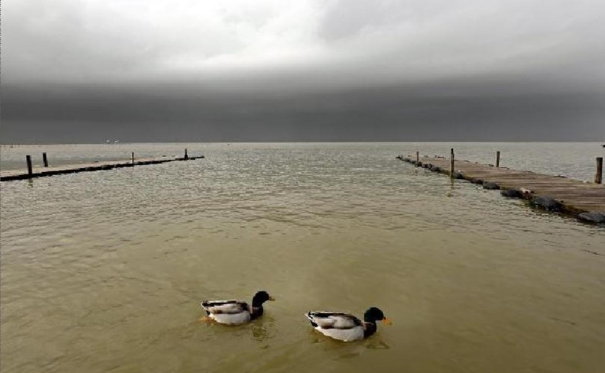 Patos en la Albufera. 