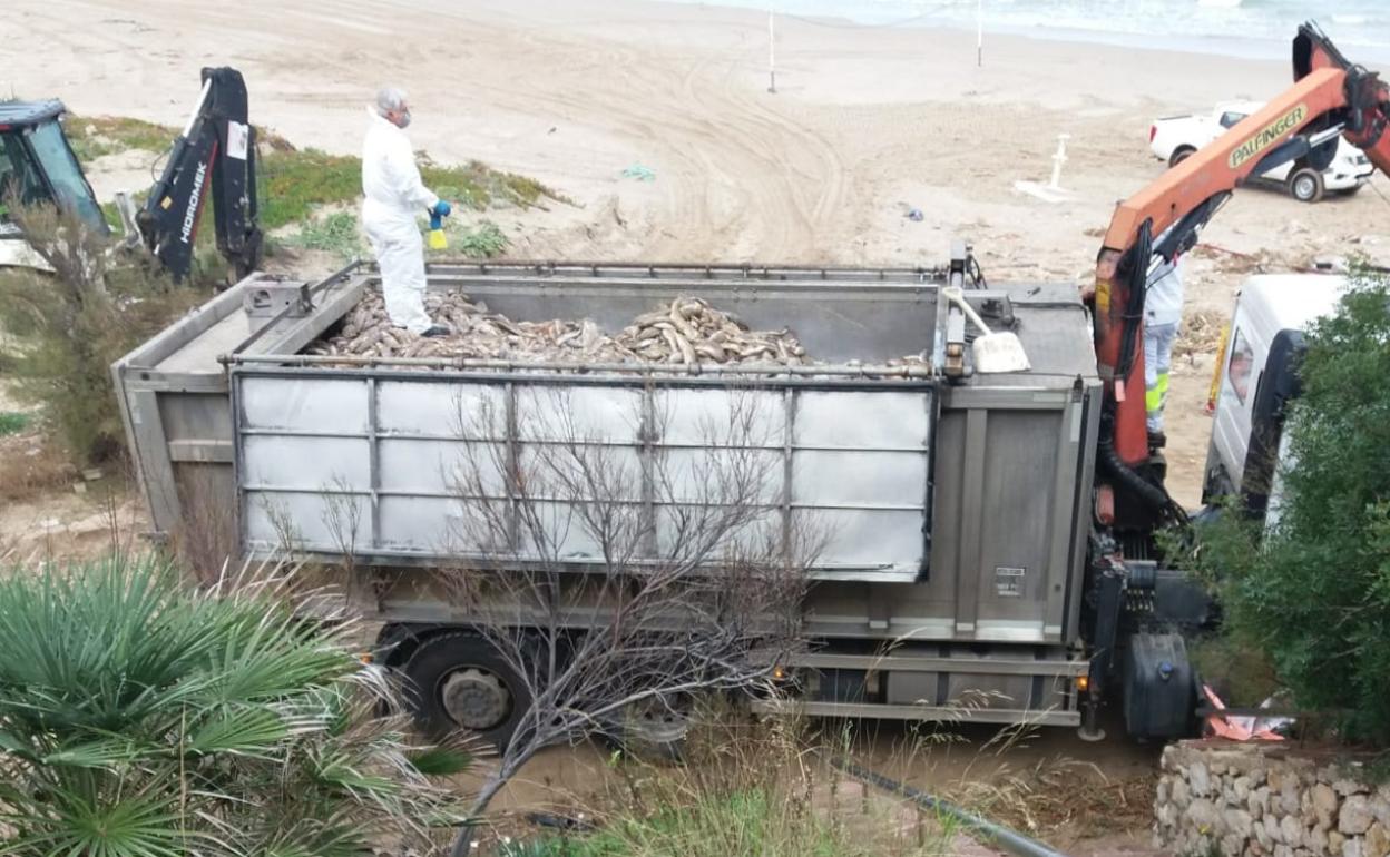 Retirada de pez muerto de las playas de Cullera.