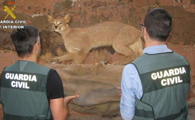 Decomisan una especie de felino amenazado disecado y piezas de marfil de elefante