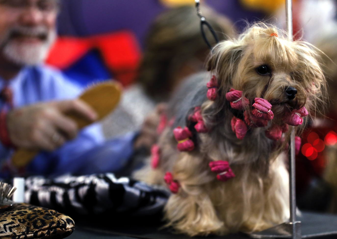 Un caniche llamado Shiba ha sido coronado 'Best in Show'' (el mejor perro) en el concurso anual Westminster Kennel ClubDog Show celebrado esta semana en Nueva York.