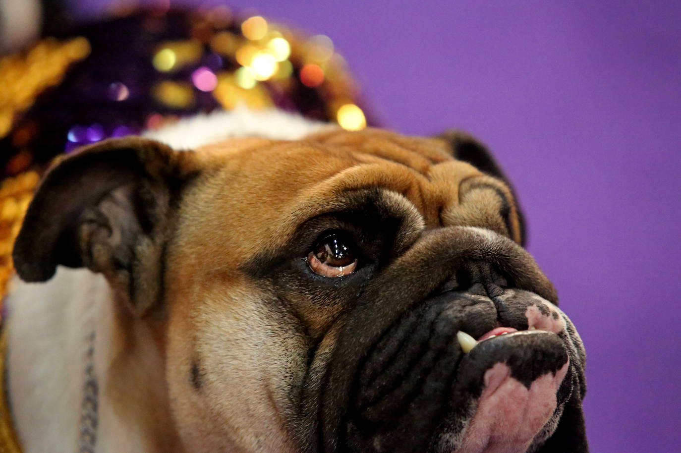 Un caniche llamado Shiba ha sido coronado 'Best in Show'' (el mejor perro) en el concurso anual Westminster Kennel ClubDog Show celebrado esta semana en Nueva York.