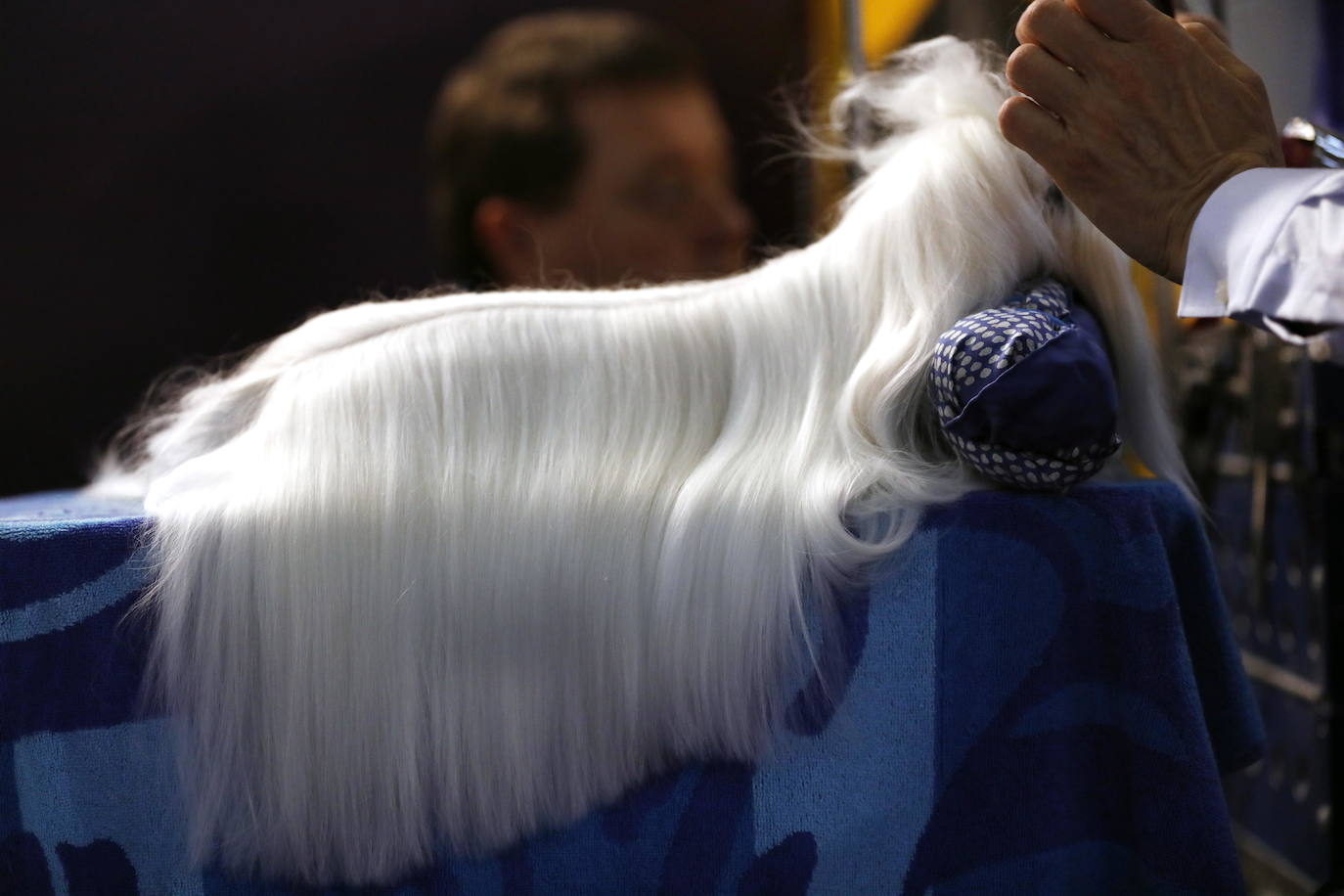 Un caniche llamado Shiba ha sido coronado 'Best in Show'' (el mejor perro) en el concurso anual Westminster Kennel ClubDog Show celebrado esta semana en Nueva York.