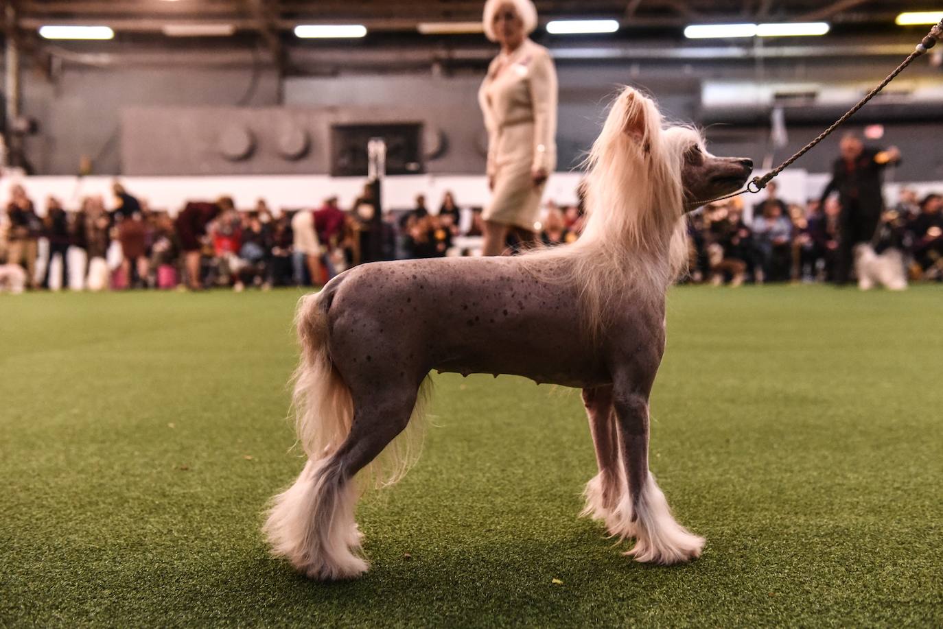 Un caniche llamado Shiba ha sido coronado 'Best in Show'' (el mejor perro) en el concurso anual Westminster Kennel ClubDog Show celebrado esta semana en Nueva York.